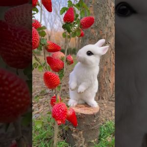 Rabbit eating strawberry #rabbit #eating #strawberry #cute #cuterabbit #shorts #rabbiteating